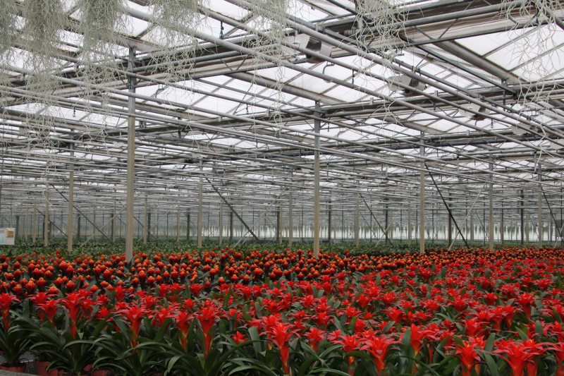 pepiniere-ST MANDRIER SUR MER-min_nursery-bromeliad-greenhouse-flower-plant-botany-1609217-pxhere.com